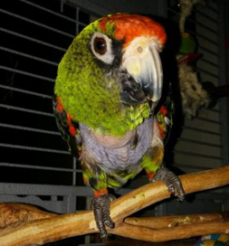 Jordie keeps a close eye on Tausha and often follows her around the house when he wants to be fed.