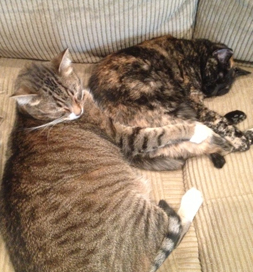 Rocky and Princess are both lucky and content to be together.