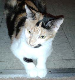 Jazzy Kitty has helped Dina and Colin Doggie heal.