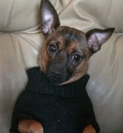 After a rocky start in life, Lilo is now sitting pretty .