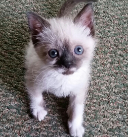 Tanzy makes a sweet poster kitty for Adopt-a-Less-Adoptable-Pet Week.