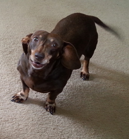 Maddie wonders if it's time for a car ride.