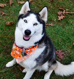 Woof is always ready for a hike.