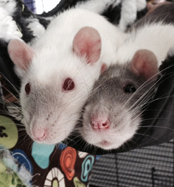 Primrose (left) snuggles with one of her chums.