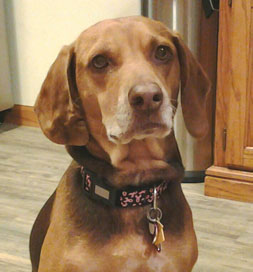 Penny stands proud in her "pink ribbon" collar to support breast cancer awareness.