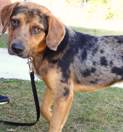 Cooper wags his whole body when it's time to go for a walk.