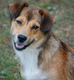 dog-adoption-corgi-rosie-conover