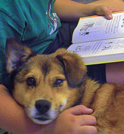 dog-adoption-corgi-rosie-conover1