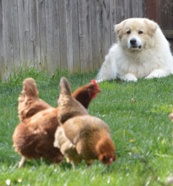 Conan looks after his chickens.