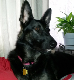 Bella has settled into her new home.
