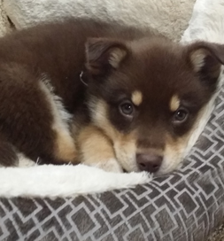 Kato snuggles in for a nap.