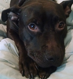 Frankie is as sweet as he is cute.