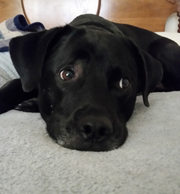 Mowgli keeps a watchful eye on what's going on around the house.