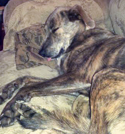 After playing, Sadie enjoys a good nap, complete with dreams.