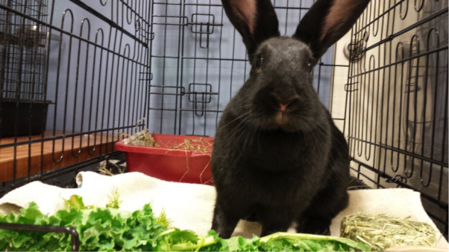 Zenon loves her veggies! She is available for adoption from Almost Home Humane Society in Lafayette, IN. (https://www.petfinder.com/petdetail/31001562/)
