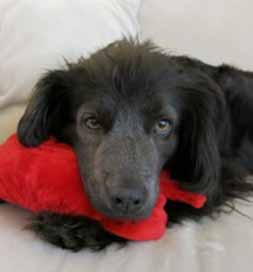 Macy traveled many miles to find her happy home.