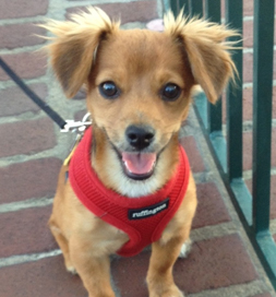 Reagan is always eager for a walk.