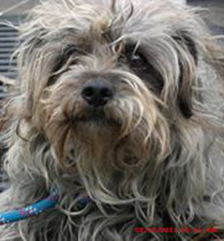 Rocky's shelter photo shows a woebegone little dog.