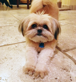 Bella wants to play.