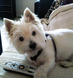 "What show shall we watch?" Bailey seems to ask.