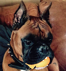 Bowser is ready to play ball.