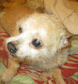 Muffin is in a good place to spend her golden years.