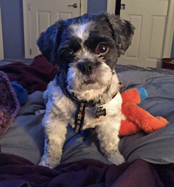 Petey likes the bed made just so.