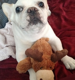 The stuffed moose perplexes Scooter.