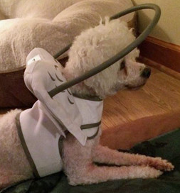 At first, Dixie’s halo helped her navigate her new home safely.