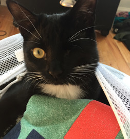 Olivia pops up out of the clean laundry, ready for some action.