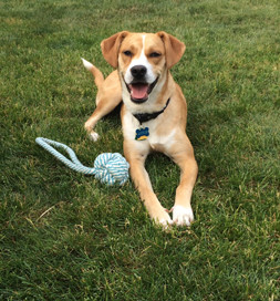 Annie is always up for a game of fetch.