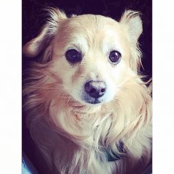 Chico is as handsome as he is sweet.