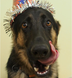 Duke has a happy home to celebrate.