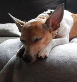 Mouse is sometimes as quiet as one.