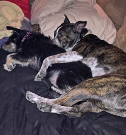 The best friends “spoon” for a nap.