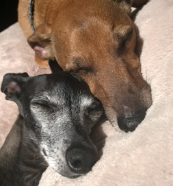 Samson (top) and Fudgems nap together.