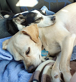 Twix and Beignet chill after a game of "Frankensteining."