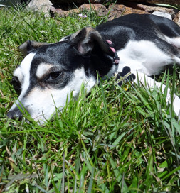 Twix flops down and rolls in the grass when he goes outside.