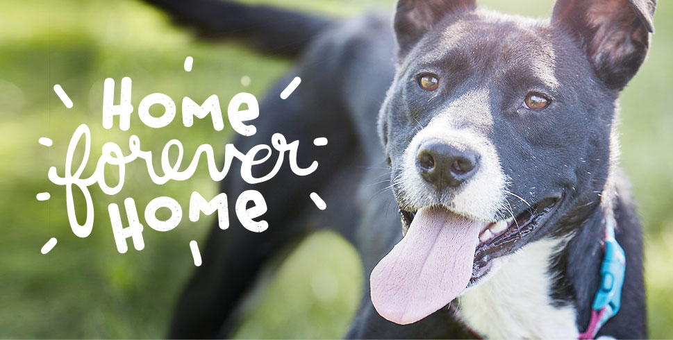 Home Forever Home - Dog Adoption 