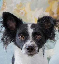 Cooper is all ears.