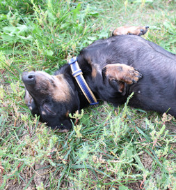 Snoop-Dog likes catching some rays--and a little nap.