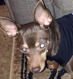 Tootsie's ears and nose help her compensate for her blindness.