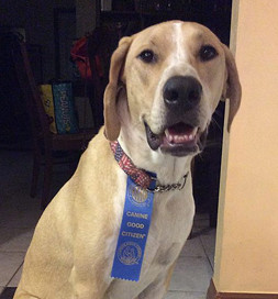 Buddy shows off his Canine Good Citizen ribbon.