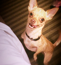 Roo smiles broadly for a lift.