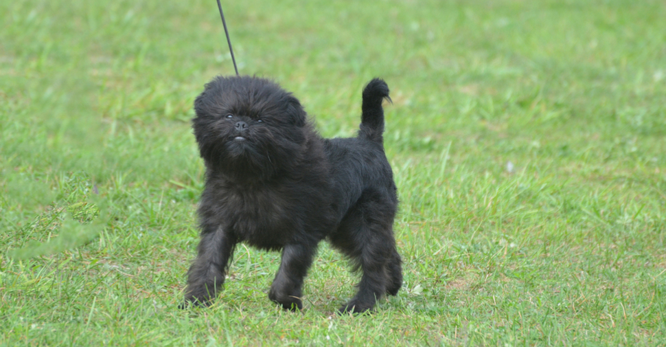 animal shelter small dogs