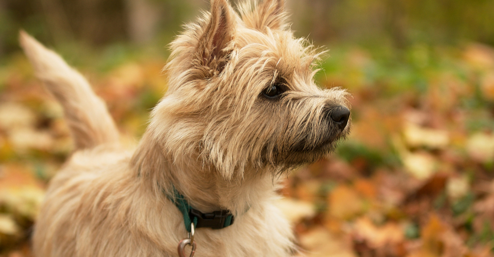 small shaggy dog breeds