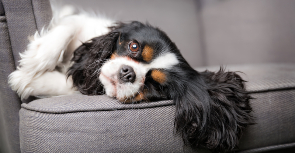 small black and white long haired dog