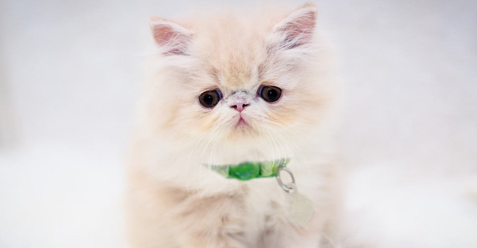 cute furry cat