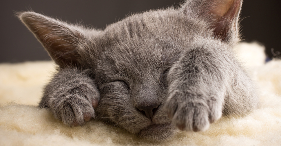 Beautiful Russian Blue cat with bright green eyes