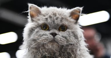 Adopt A Cat Near Me Free Adopt A Cat Near Me Free